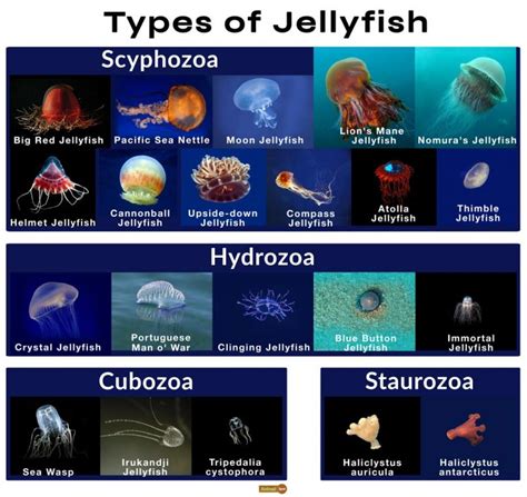 box jellyfish distribution|box jellyfish genus and species.